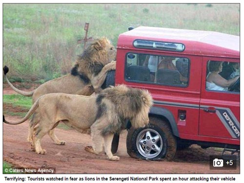 Tanzania: Khách du lịch hoảng hồn vì sư tử tấn công  - ảnh 1