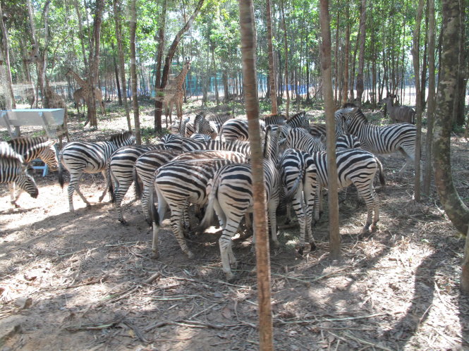 Vinpearl Safari chỉ có 130 khỉ xổng chuồng 
