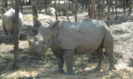 Reports of mass animal deaths at Vietnam safari zoo are false: authorities