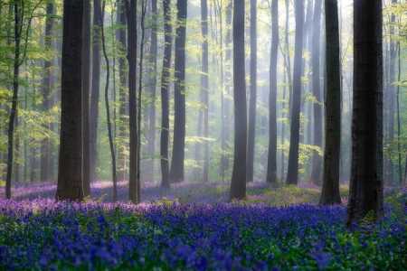 Say đắm vẻ đẹp cánh rừng hoa tím bạt ngàn ở Bỉ