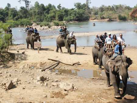 Tranh cãi về 'du lịch xem voi rừng'